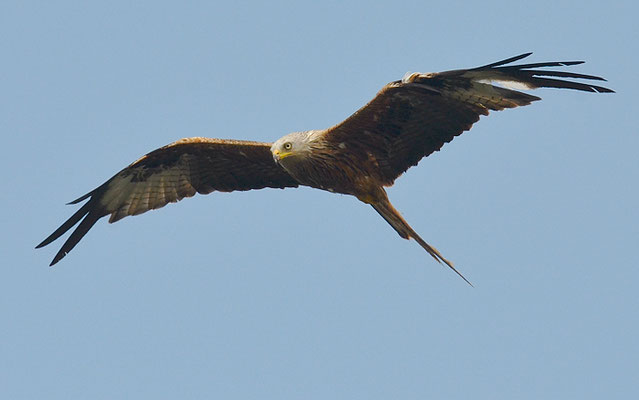 ROTMILAN, RED KITE, MILVUS MILVUS