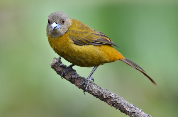 FEUERRÜCKENTANGARE, PASSERINI´S TANAGER, RAMPHOCELUS PASSERINII