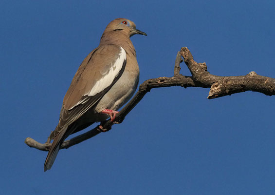 WEISSFLÜGELTAUBE, WHITE-WINGED DOVE, ZENAIDA ASIATICA