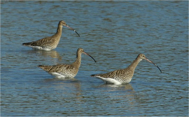 BRACHVOGEL, EURASIAN CURLEW, NUMENIUS ARQUATA