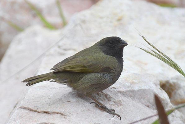 SCHWARZGESICHTCHEN, BLACK-FACED GRASSQUIT, TIARIS BICOLOR