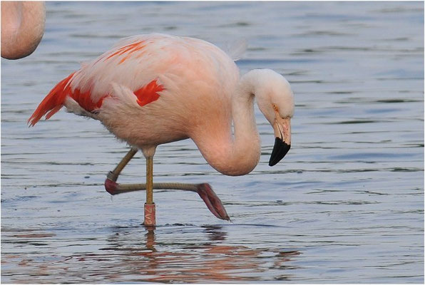 CHILEFLAMINGO, CHILEAN FLAMINGO, PHOENICOPTERUS CHILENSIS