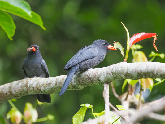 Schwarzstirntrappist, Black-fronted Nunbird - Monasa nigrifrons