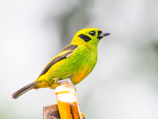 Smaragdtangare, Emerald Tanager - Tangara florida