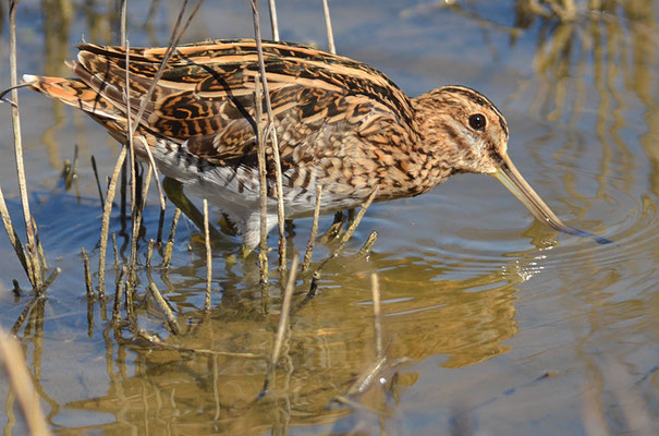 BEKASSINE, COMMON SNIPE, GALLINAGO GALLINAGO