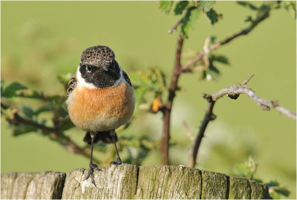 SCHWARZKEHLCHEN, STONECHAT, SAXICOLA TORQUATUS