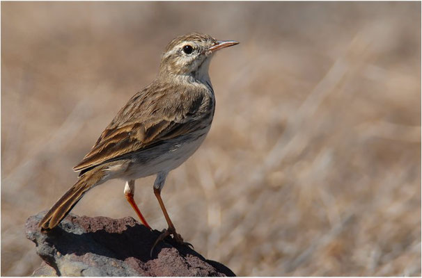 KANARENPIEPER, BERTHELOT´S PIPIT, ANTHUS BERTHELOTII