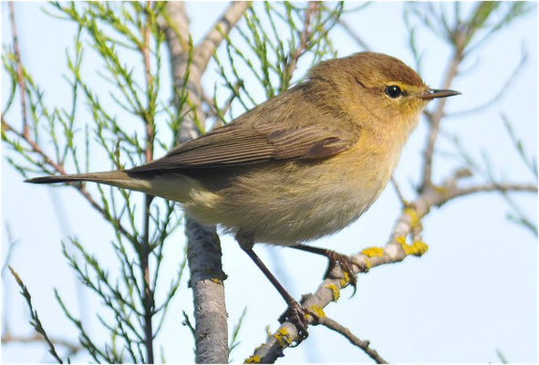 ZILPZALP, CHIFFCHAFF, PHYLLOSCOPUS COLLYBITA