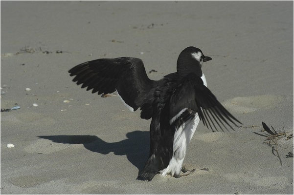 TROTTELLUMME, GUILLEMOT, URIA AALGE