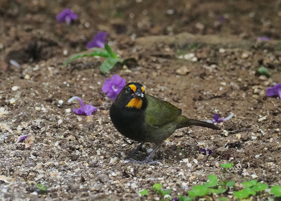  GROSSER KUBAFINK, YELLOW-FACED GRASSQUIT, TIARIS OLIVACEUS