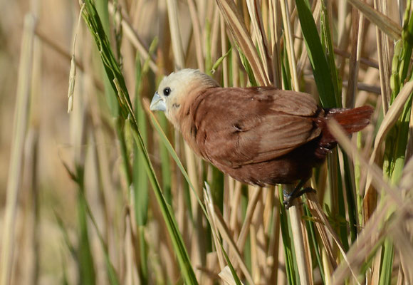 WEISSKOPFNONNE, WHITE-HEADED MUNIA, LONCHURA MAJA