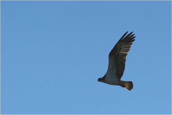 FISCHADLER, OSPREY, PANDION HALIAETUS