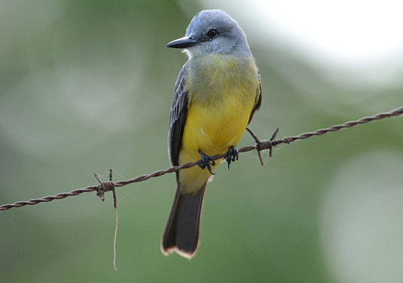 TRAUERTYRANN, TROPICAL KINGBIRD, TYRANNUS MELANCHOLICUS