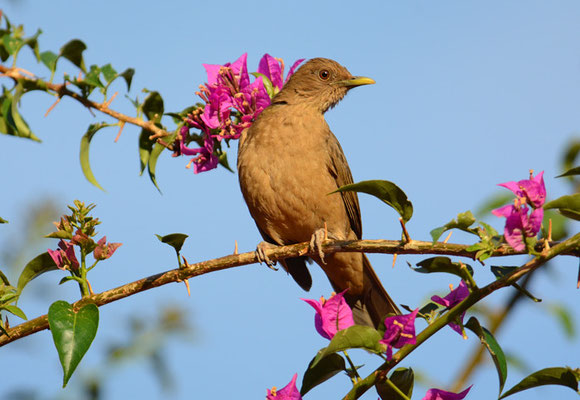 GILBDROSSEL, CLAY-COLORED ROBIN, TURDUS GRAYI