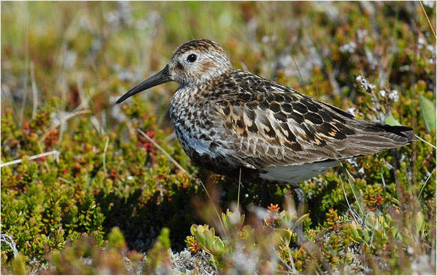 ALPENSTRANDLÄUFER, DUNLIN, CALIDRIS ALPINA