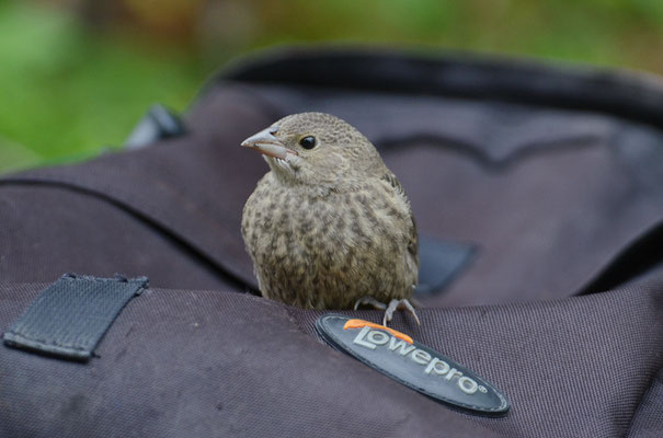 BRAUNKOPF-KUHSTÄRLING, BROWN-HEADED COWBIRD, MOLOTHRUS ATER