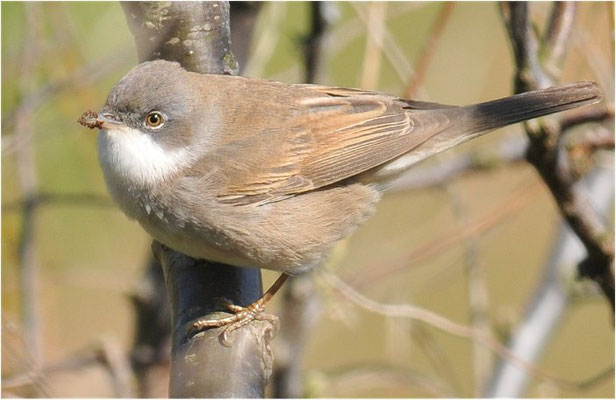 DORNGRASMÜCKE, WHITETHROAT, SYLVIA COMMUNIS