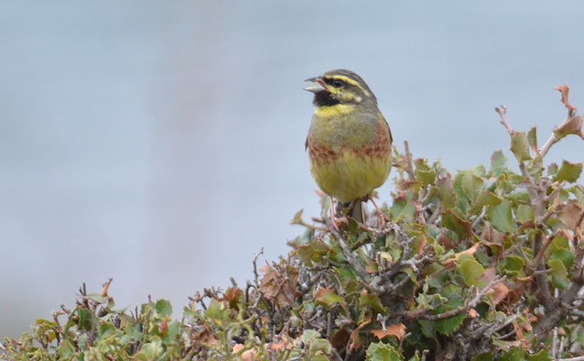 ZAUNAMMER, CIRL BUNTING, EMBERIZA CIRLUS