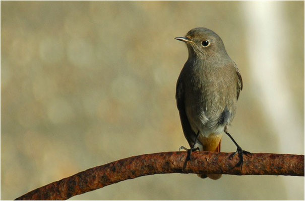 HAUSROTSCHWANZ, BLACK REDSTART, PHOENICURUS OCHRUROS