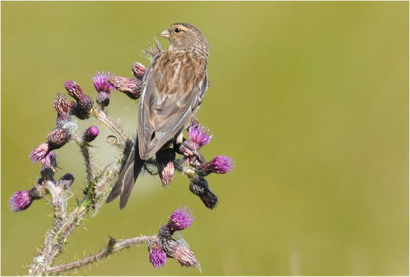 BERGHÄNFLING, TWITE, CARDUELIS FLAVIROSTRI