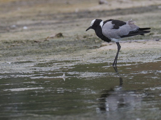 Waffenkiebitz, blacksmith lapwing, vanellus armatus