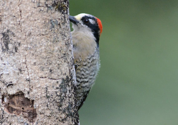 SCHLÄFENFLECKENSPECHT, BLACK-CHEEKED WOODPECKER, MELANERPES PUCHERANI