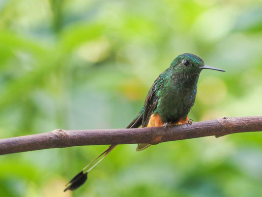 PERU-FLAGGENSYLPHE, PERUVIAN RACKET-TAIL - OCREATUS PERUANUS