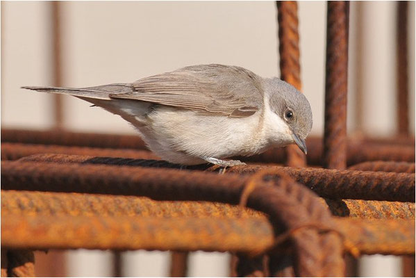 KLAPPERGRASMÜCKE, LESSER WHITETHROAT, SYLVIA CURRUCA