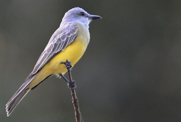 TRAUERTYRANN, TROPICAL KINGBIRD, TYRANNUS MELANCHOLICUS