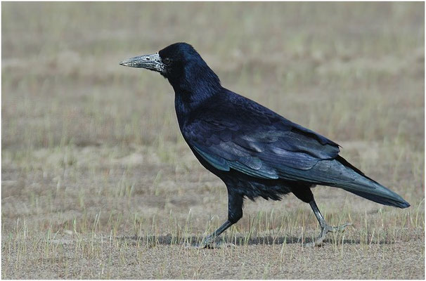 SAATKRÄHE, ROOK, CORVUS FRUGILEGUS
