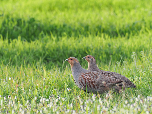 REBHUHN, GREY PARTRIDGE, PERDIX PERDIX
