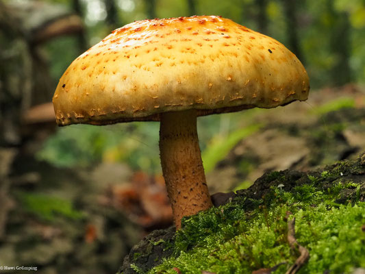 Schleimiger Schüppling - Pholiota adiposa