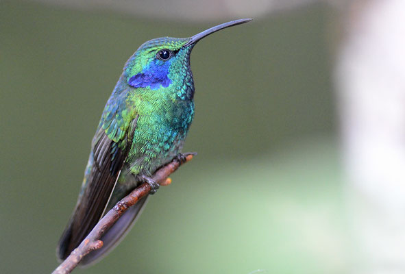 KLEINER VEILCHENOHRKOLIBRI, GREEN VIOLET-EAR, COLIBRI THALASSINUS