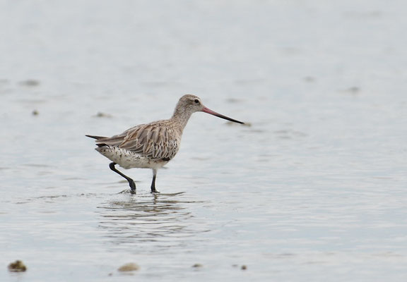 PFUHLSCHNEPFE, BAR-TAILED GODWIT, LIMOSA LAPPONICA