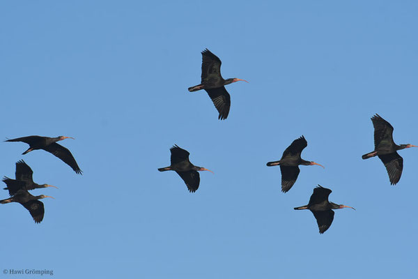 WALDRAPP, BALD IBIS, GERONTICUS EREMITA