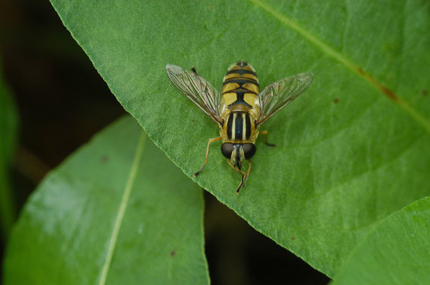 HELLE SUMPFSCHWEBFLIEGE, HELOPHILUS HYBRIDUS