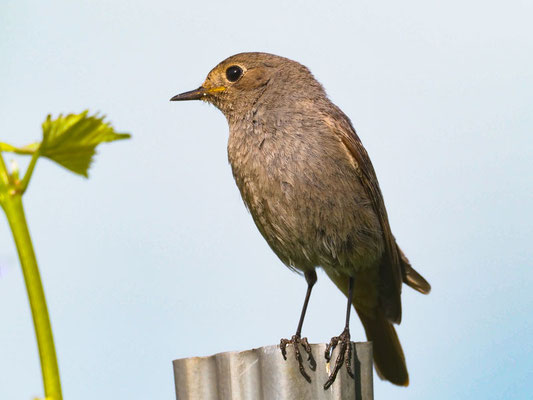 Hausrotschwanz, black redstart, phoenicurus ochruros