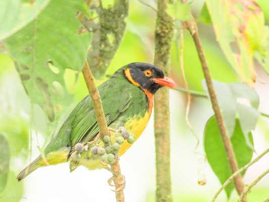 Orangebrustkotinga, Orange-breasted Fruiteater - Pipreola jucunda