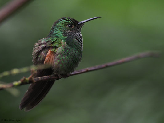 STREIFENSCHWANZKOLIBRI, STRIPE-TAILED HUMMINGBIRD, EUPHERUSA EXIMIA