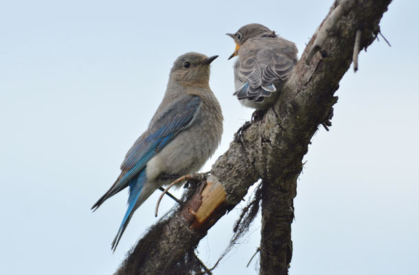 BERGHÜTTENSÄNGER, MOUNTAIN BLUEBIRD, SIALIA CURROCOIDES