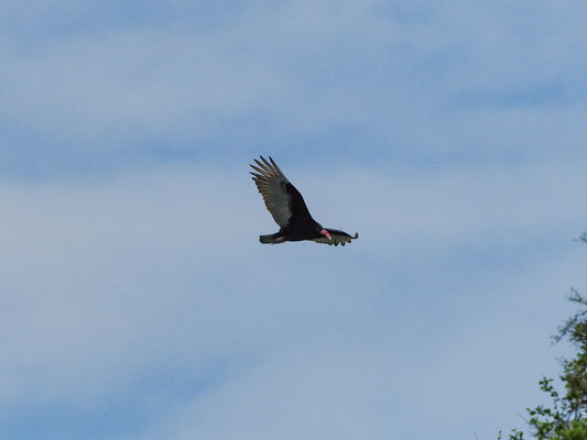 Truthahngeier, Turkey Vulture - Cathartes aura