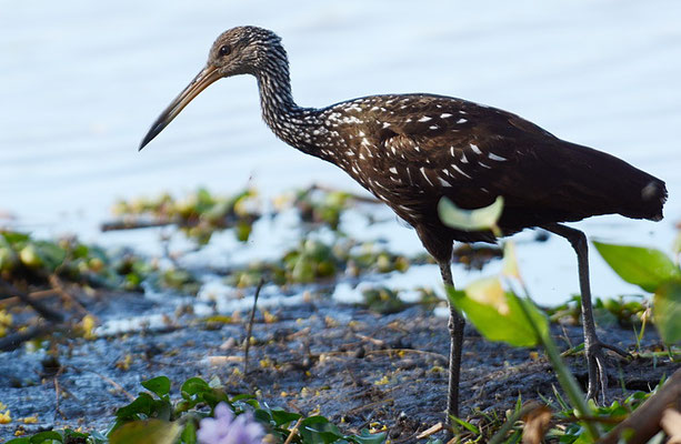 RALLENKRANICH, LIMPKIN, ARAMUS GUARAUNA