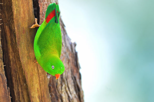 FRÜHLINGSPAPAGEICHEN, VERNAL HANGING PARROT, LORICULUS VERNALIS