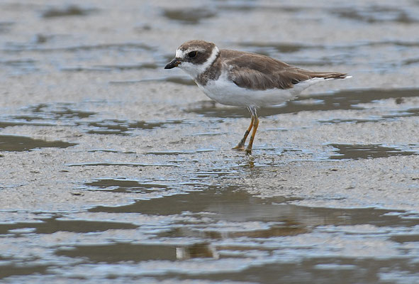 Amerikanischer Sandregenpfeifer, Semipalmated plover, Charadrius semipalmatus