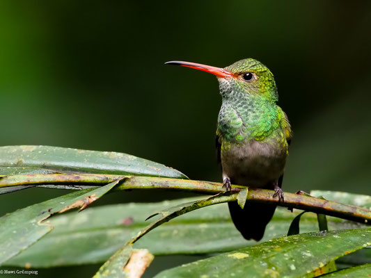 BRAUNSCHWANZAMAZILIE, RUFOUS-TAILED AMAZILIA - AMAZILIA TZACATL