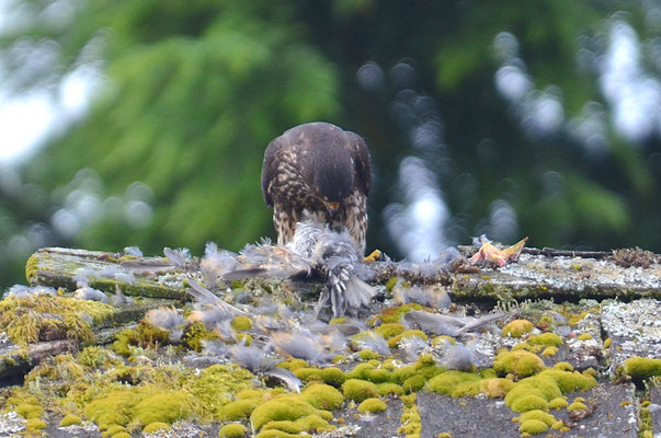 WANDERFALKE, PEREGRINE FALCON, FALCO PEREGRINUS