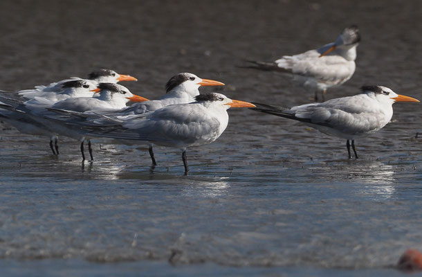 KÖNIGSSEESCHWALBE, ROYAL TERN, THALASSEUS MAXIMUS