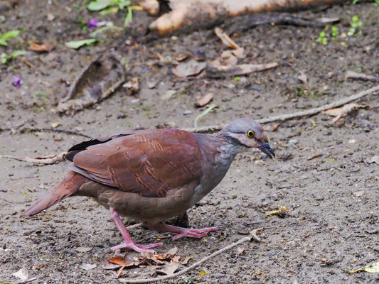 PERU-WACHTELTAUBE, WHITE-THROATED QUAIL-DOVE - ZENTRYGON FRENATA