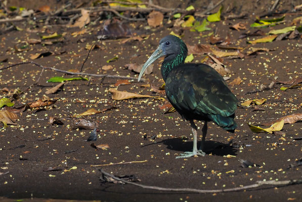 GRÜNIBIS, GREEN IBIS, MESEMBRINIBIS CAYENNENSIS