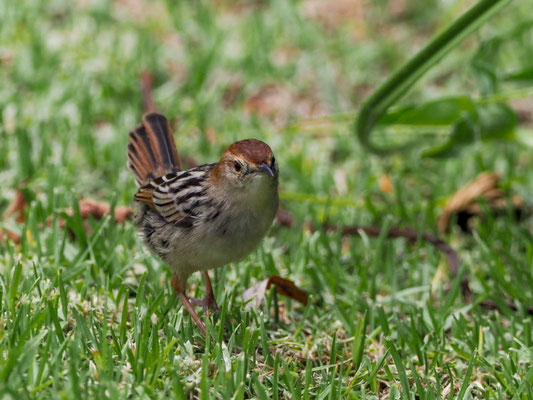 VLIJ-CISTENSÄNGER, LEVAILLANT´S CISTICOLA, CISTICOLA TINNIENS
